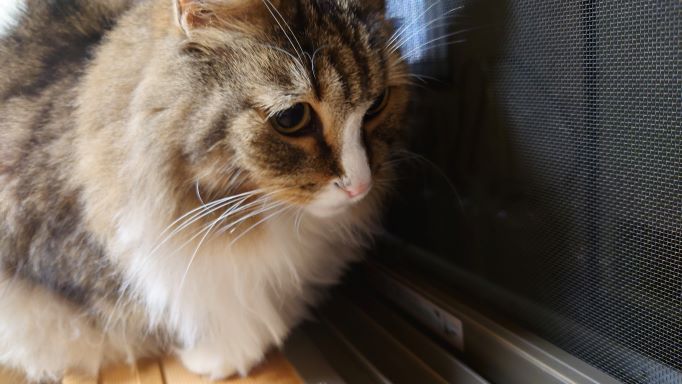 窓辺でキリギリスを発見してじっと見つめる猫のアップ、ノルウェージャンフォレストキャットのトト