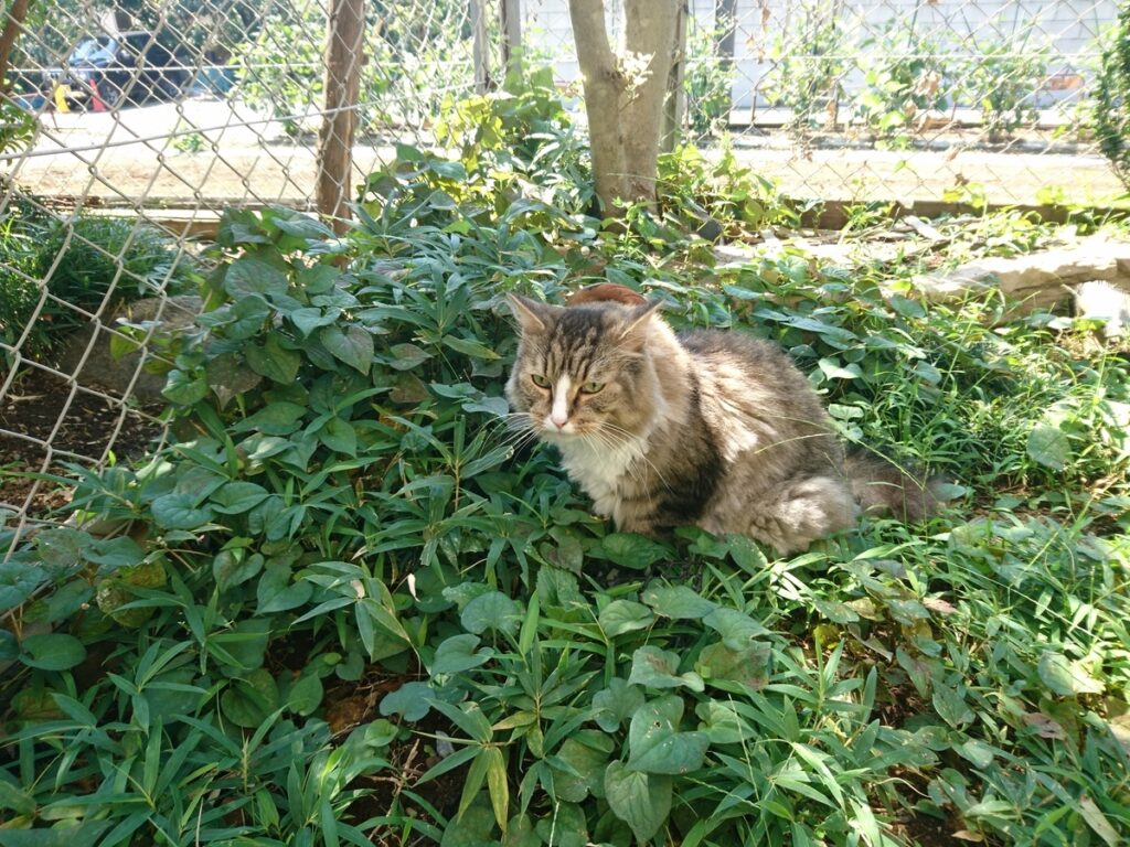 雑草の草むらで休憩する猫、ノルウェージャンフォレストキャットのトト