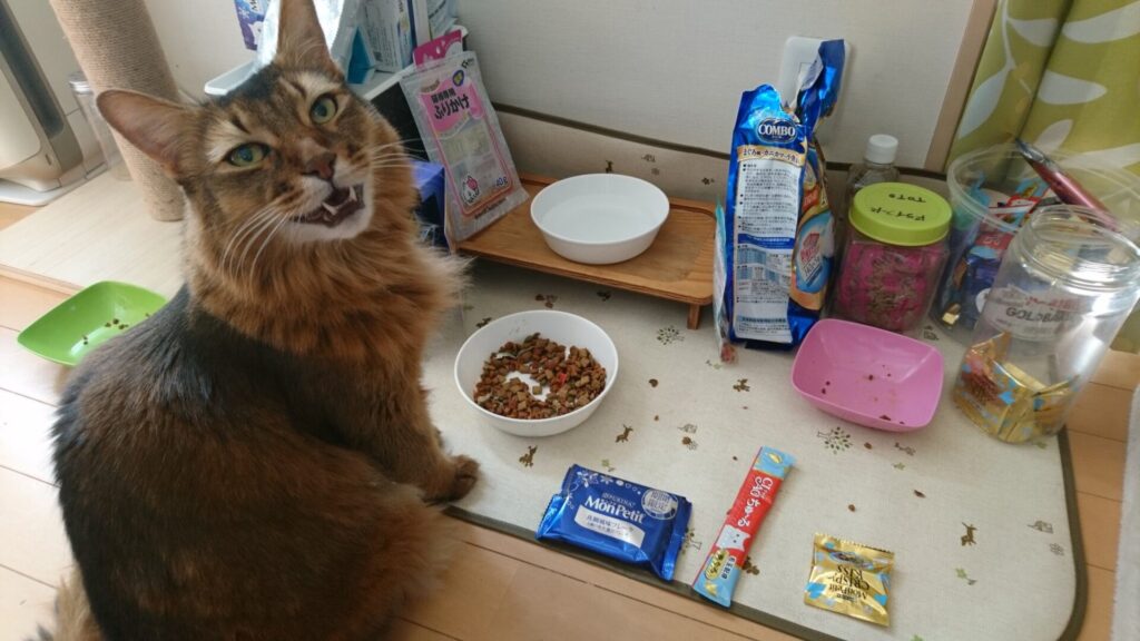 元旦にご飯を食べる猫、チー