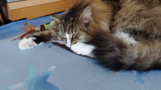 ふて寝をする猫、ノルウェージャンフォレストキャットのトト