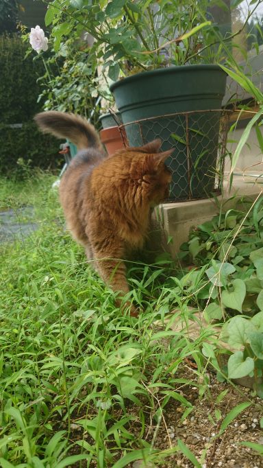 残暑のなかに庭遊びを楽しむ猫、ソマリのチー