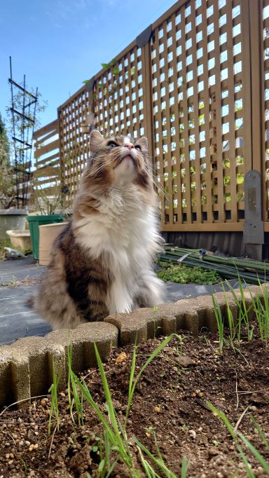 イケメンニャンコのノルウェージャンフォレストキャットのトト