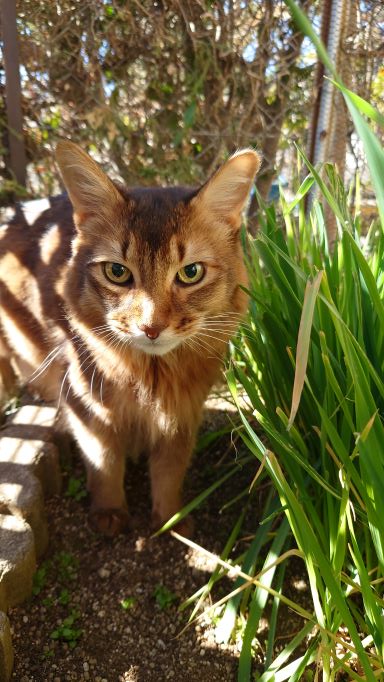 猫草の森で擬態する猫、ソマリのチー