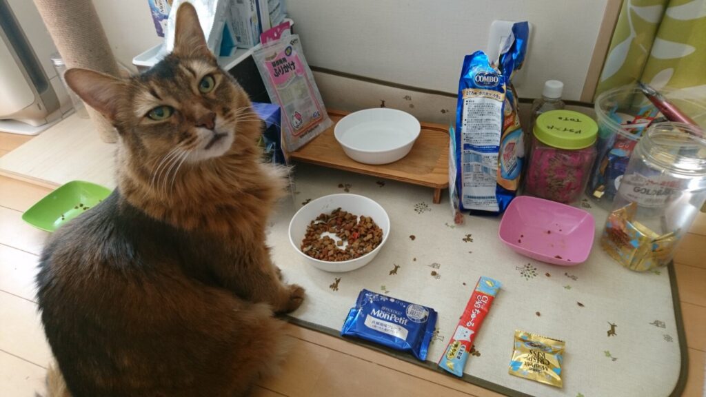 元旦にご飯を食べる猫、チー