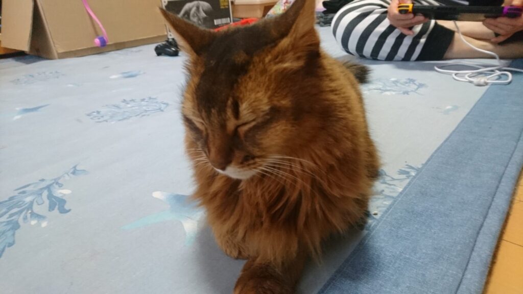 お腹一杯でまどろむ猫、チー