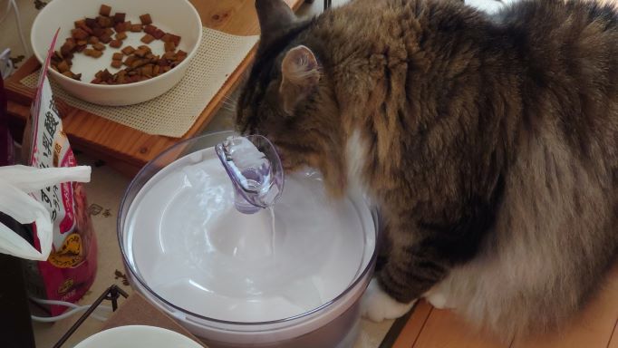 給水機から水を飲む猫 ノルウェージャンフォレストキャットのトト