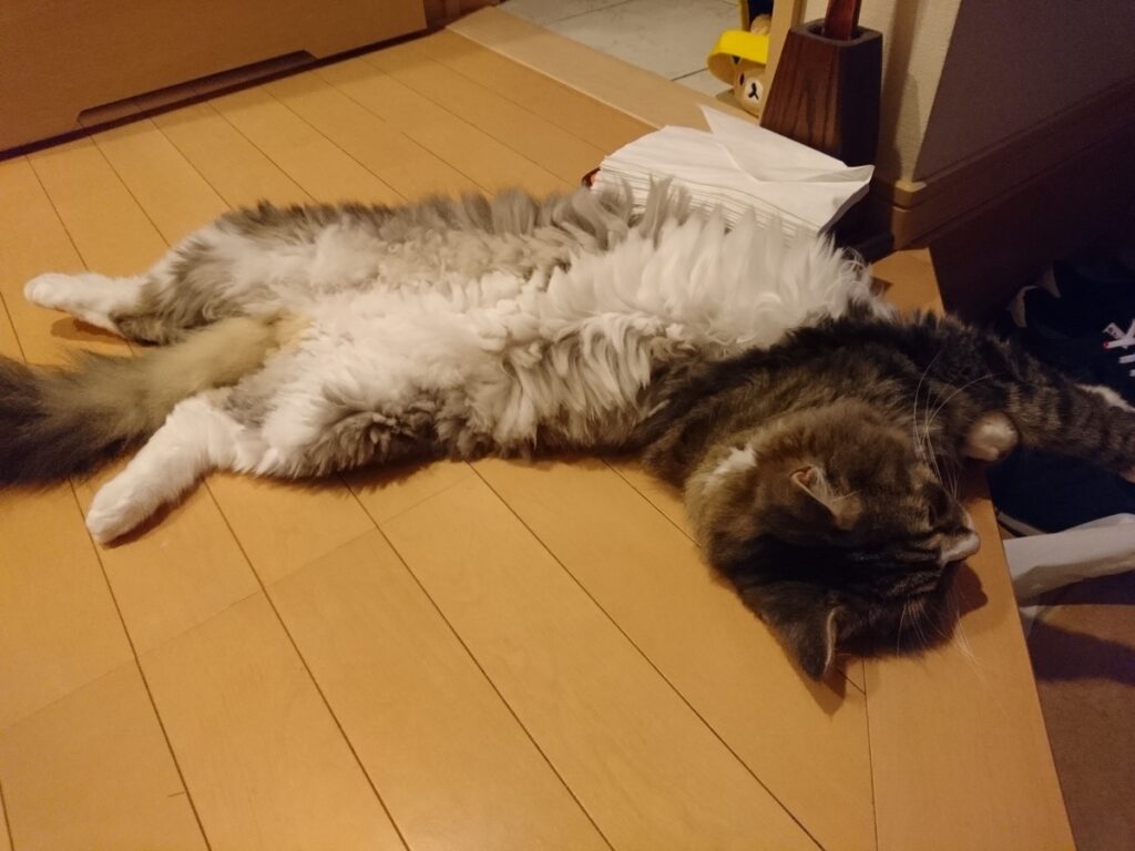玄関でだらしなく寝転ぶ猫、ノルウェージャンフォレストキャットのトト