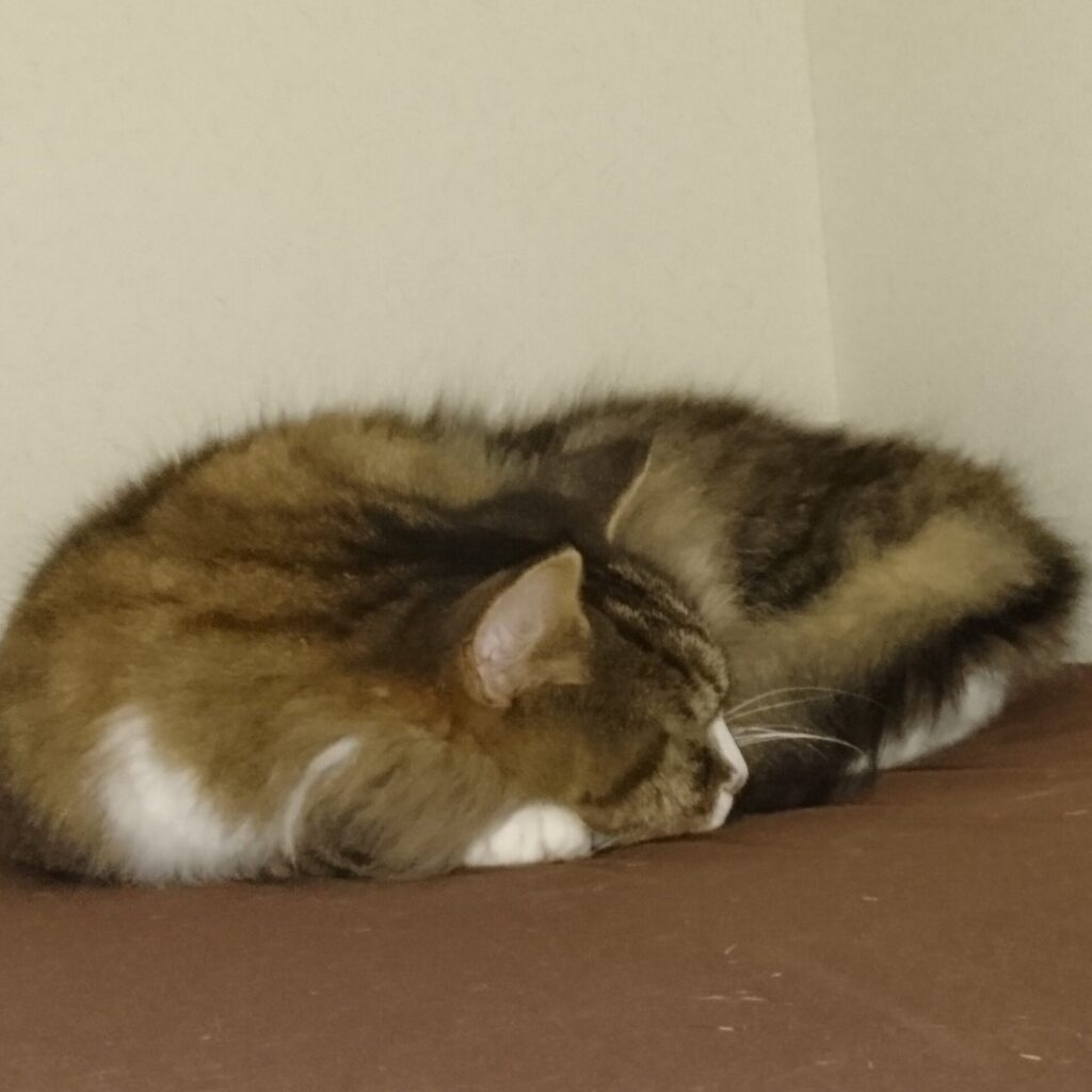 押入で寝る猫、トト（ノルウェージャンフォレストキャット）