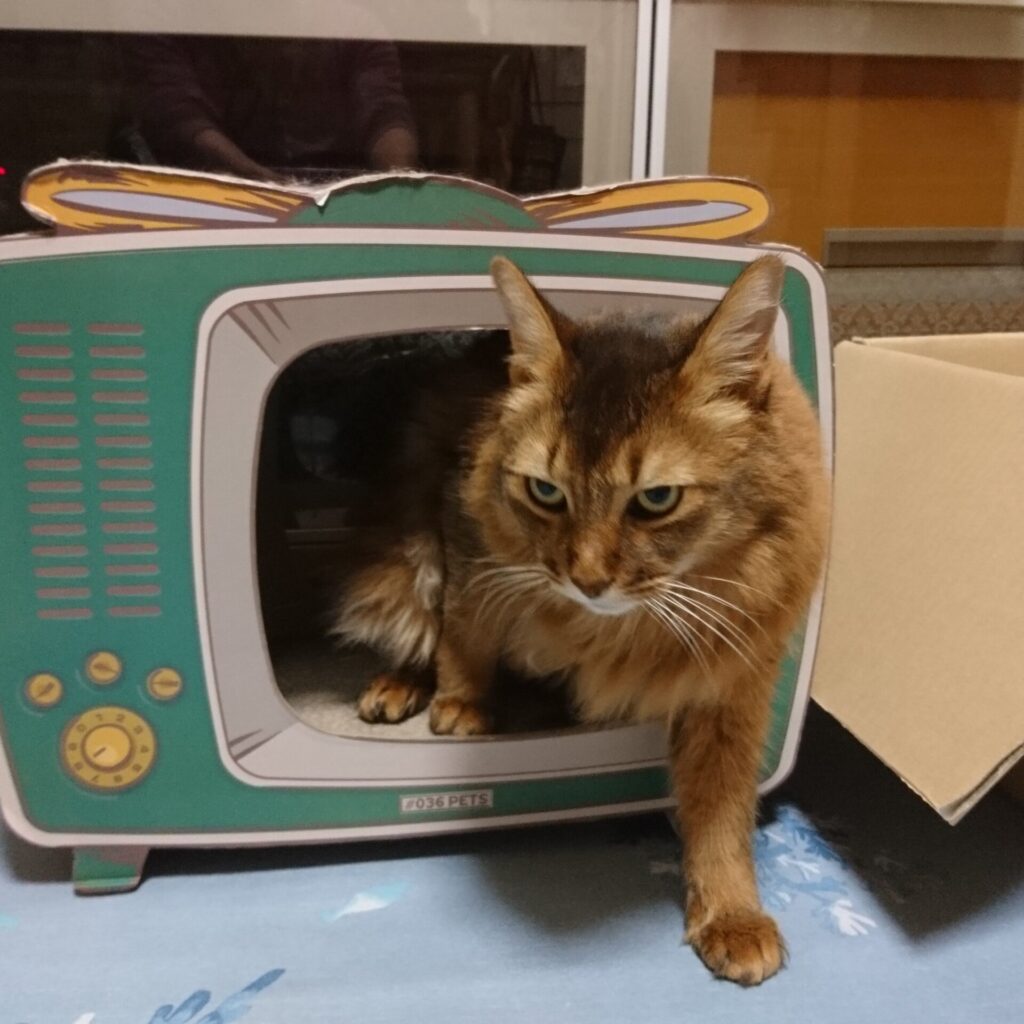 機嫌が悪い猫、チー