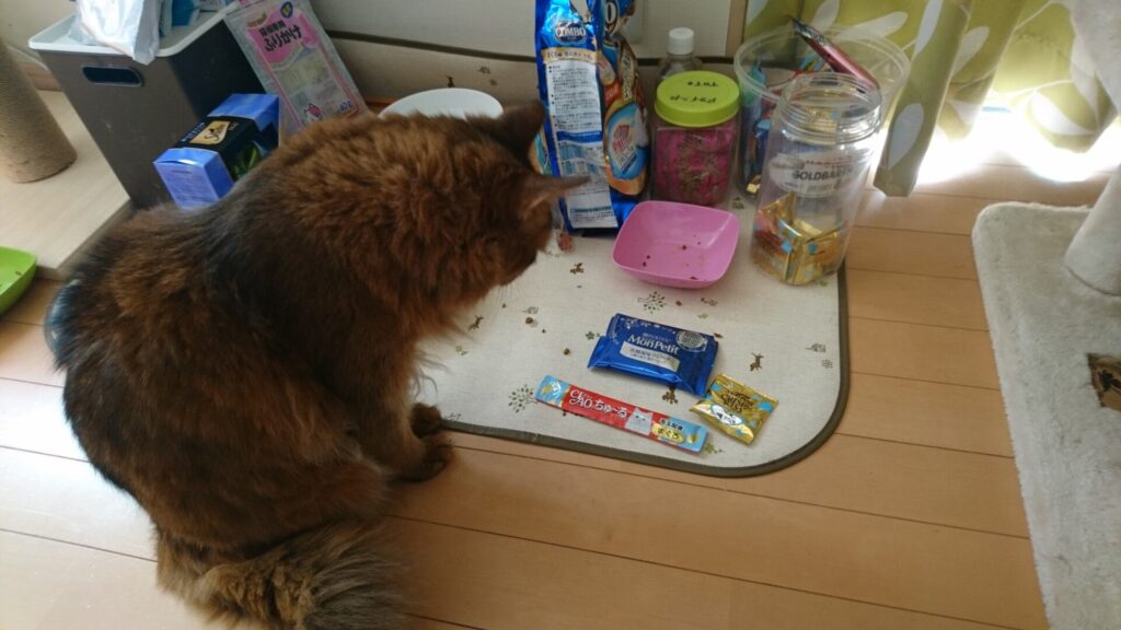 元旦にご飯を食べる猫、チー