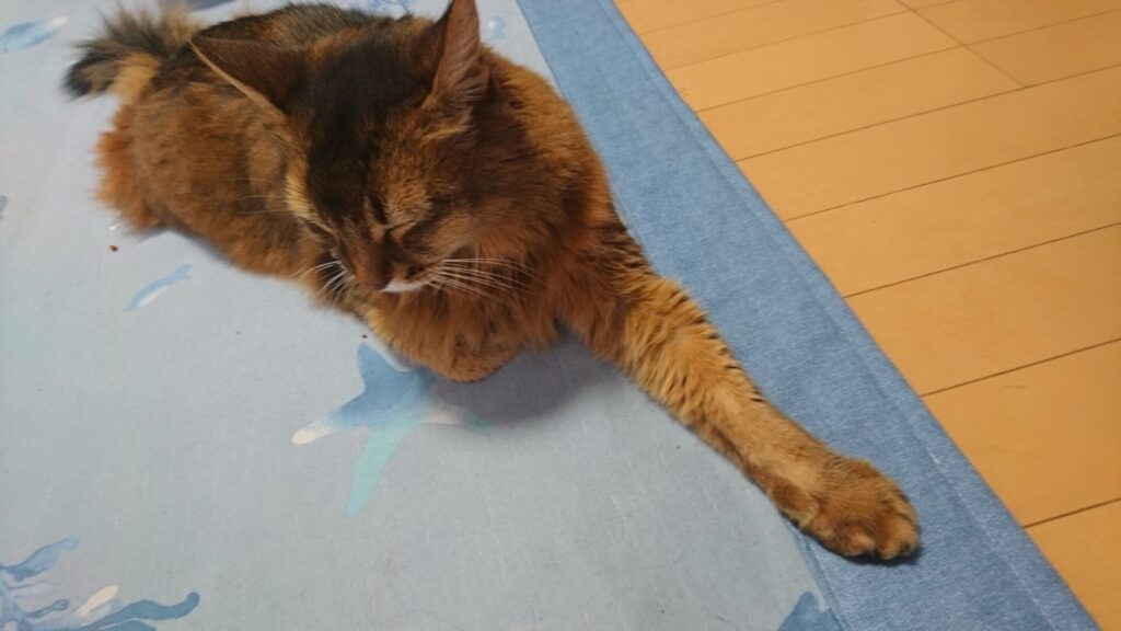 お腹一杯でまどろむ猫、チー