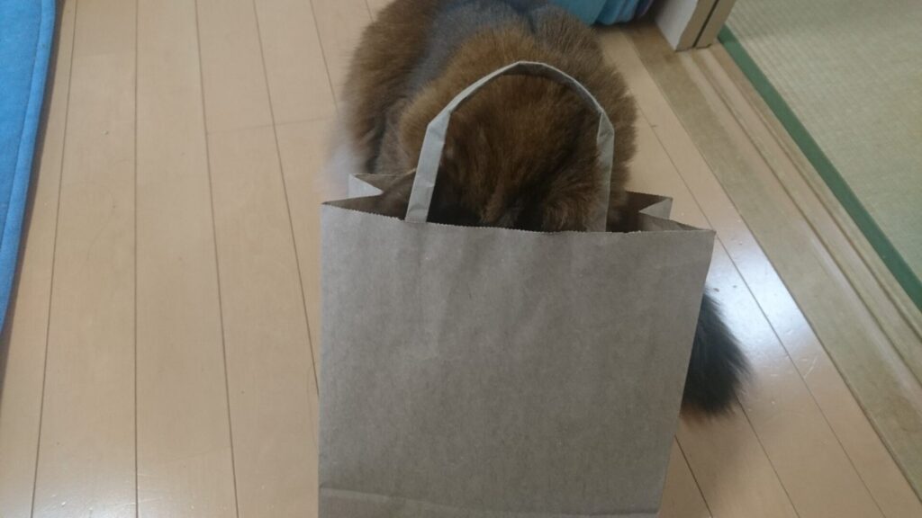 紙袋に顔を突っ込む猫、チー