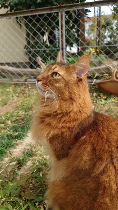 遠くを眺める猫、ソマリのチー