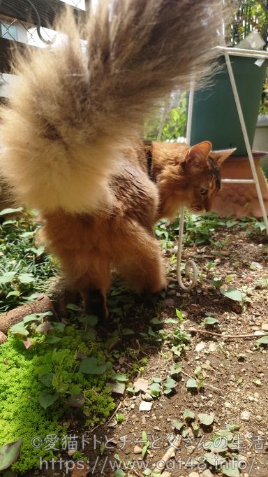 ソマリの散歩中の尻尾の写真