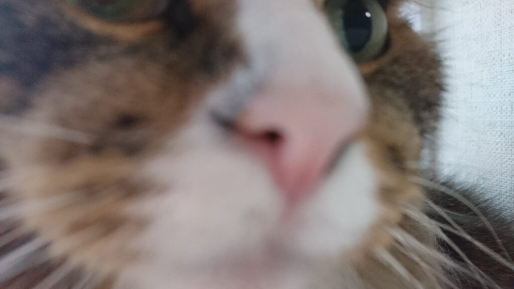 鼻くそが付いている猫の写真、ノルウェージャンフォレストキャットのトト