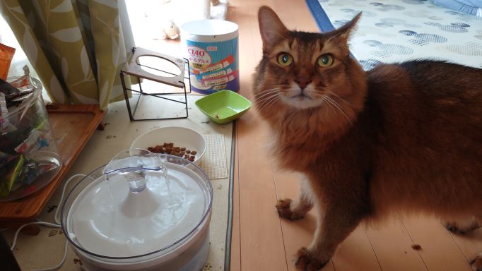 給水機から水を飲む猫 ソマリのチー