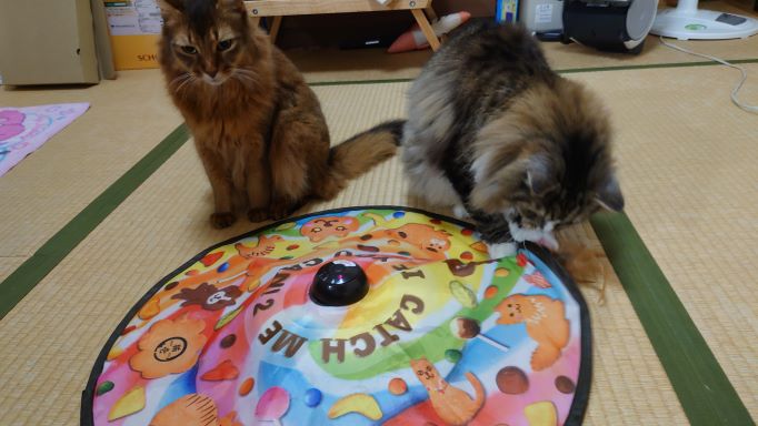 キャッチミーイフユーキャン２で遊ぶ猫、ソマリのチーとノルウェージャンフォレストキャットのトト