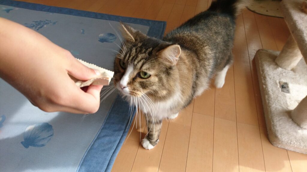 猫まっしぐら、トト（ノルウェージャンフォレストキャット）