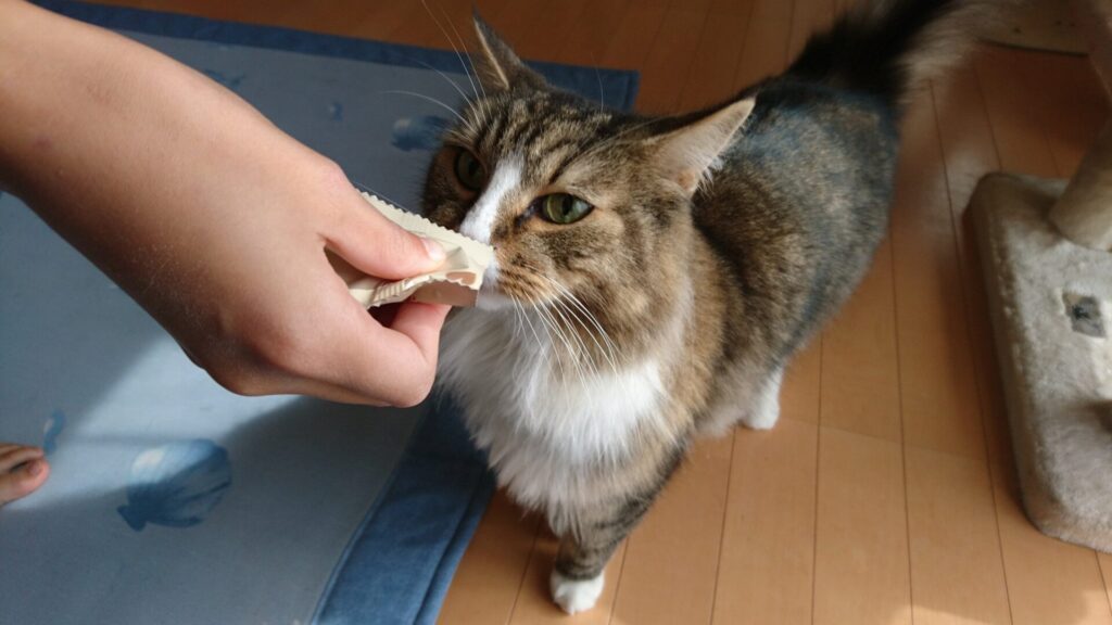 猫まっしぐら、トト（ノルウェージャンフォレストキャット）