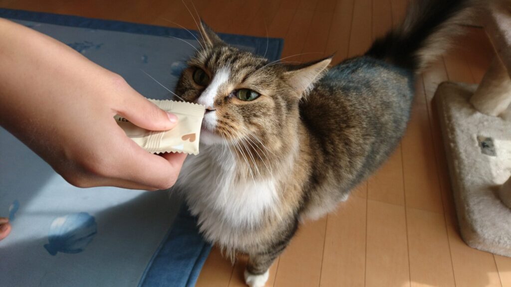 猫まっしぐら、トト（ノルウェージャンフォレストキャット）