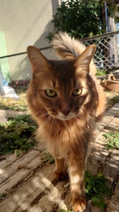 外に出て精悍な顔つきになる猫、ソマリのチー