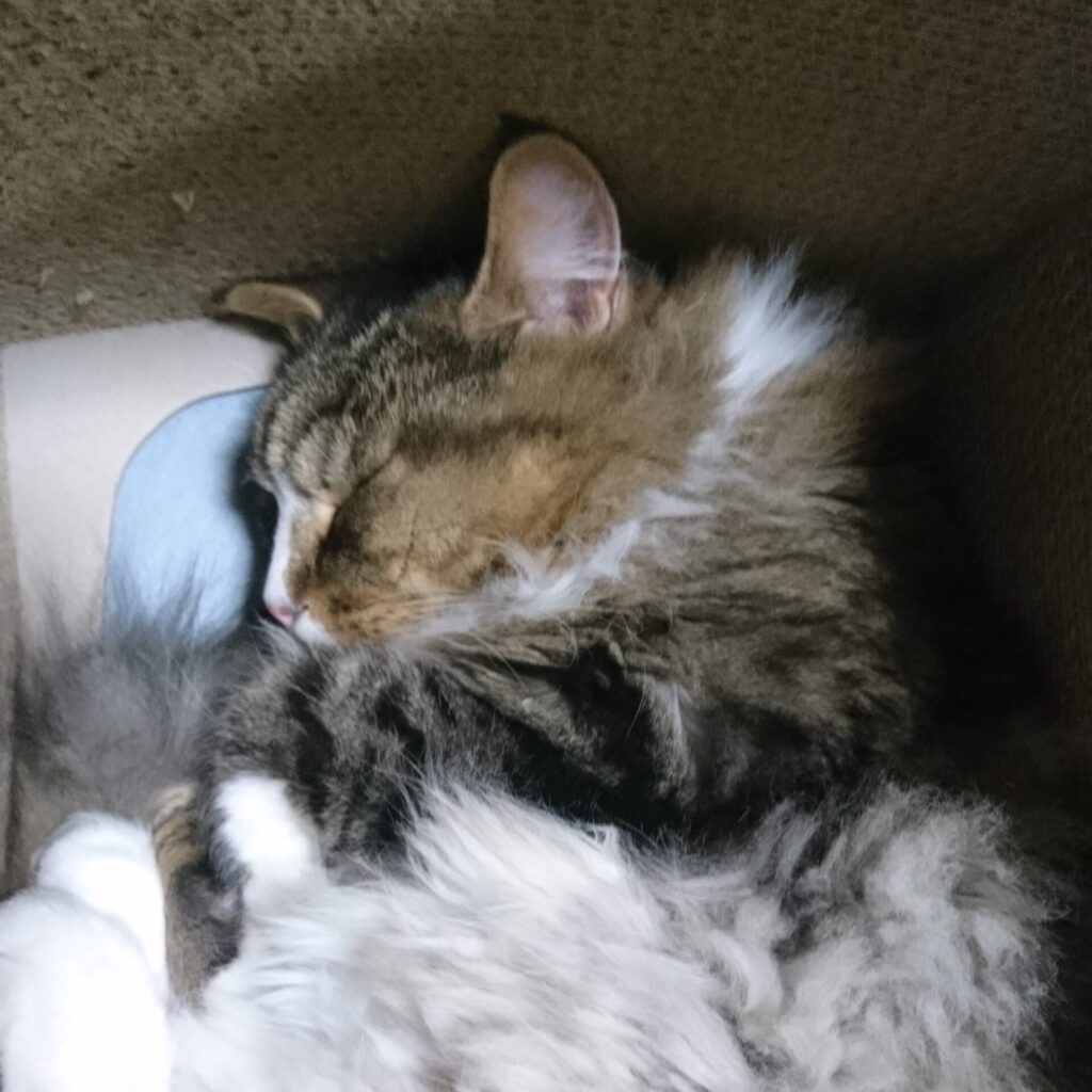 眠り猫、トト