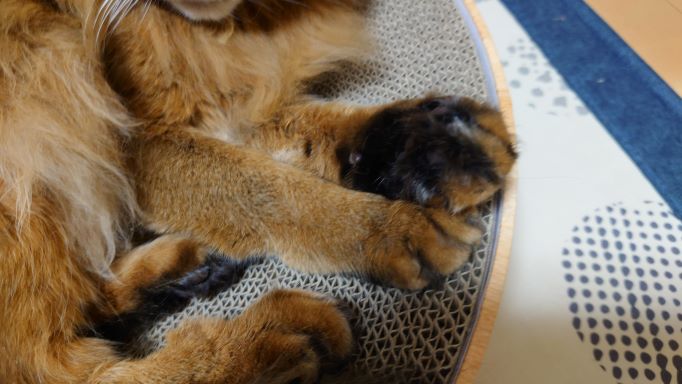 猫の手と足のアップ画像、ソマリのチー