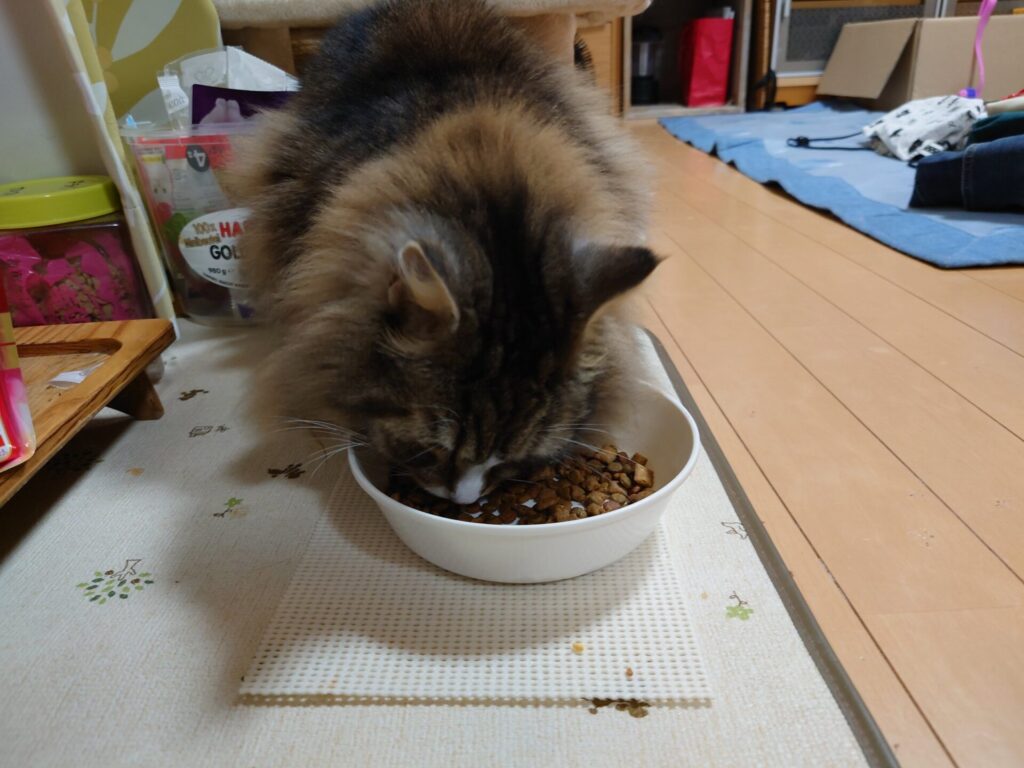 お夜食を所望する猫、トト