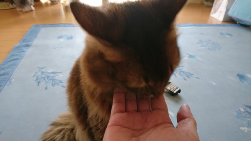 なでなでしてほしい猫、チー（ソマリ）