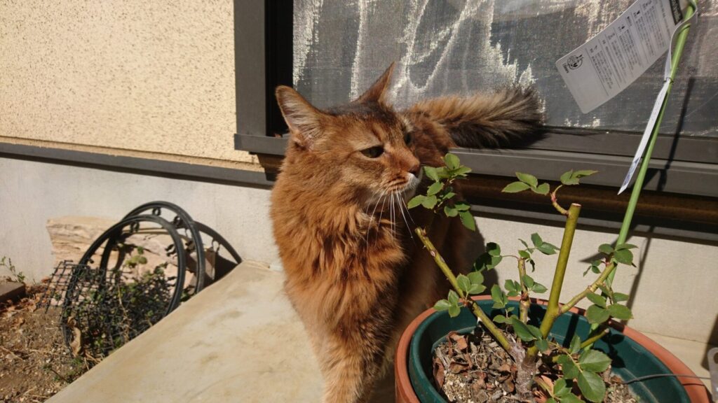 お散歩する猫、チー