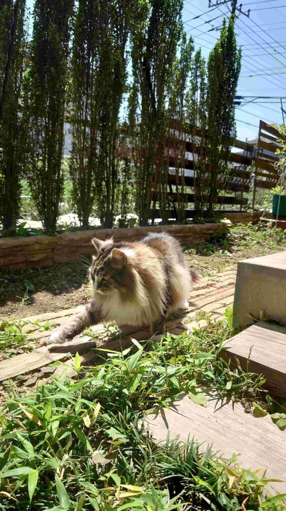 猫の庭散歩、お天気の空の下でお日様をたくさん浴びています。ノルウェージャンフォレストキャットのトト