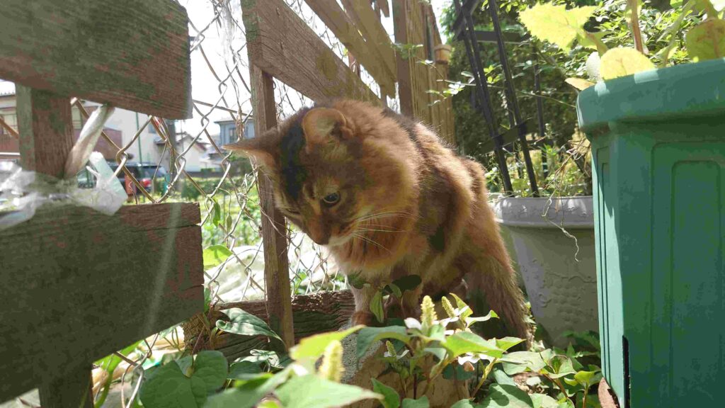 庭で探検を楽しむ猫、ソマリのチー