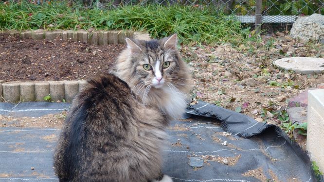 花壇の整備を見守る猫、トト