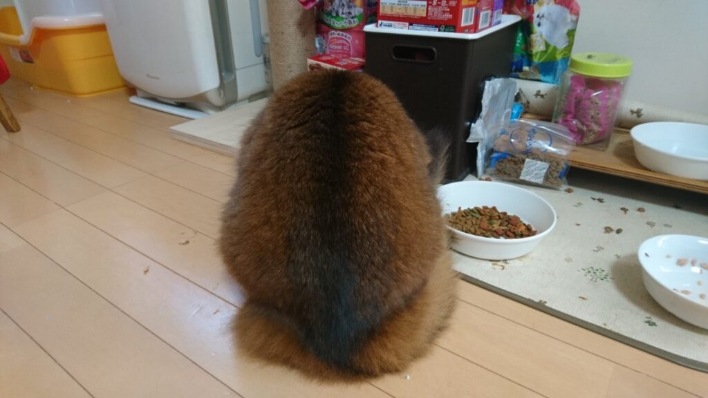 お尻がかわいい猫、チー