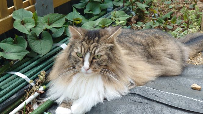 庭でのんびりリラックスする猫、ノルウェージャンフォレストキャットのトト