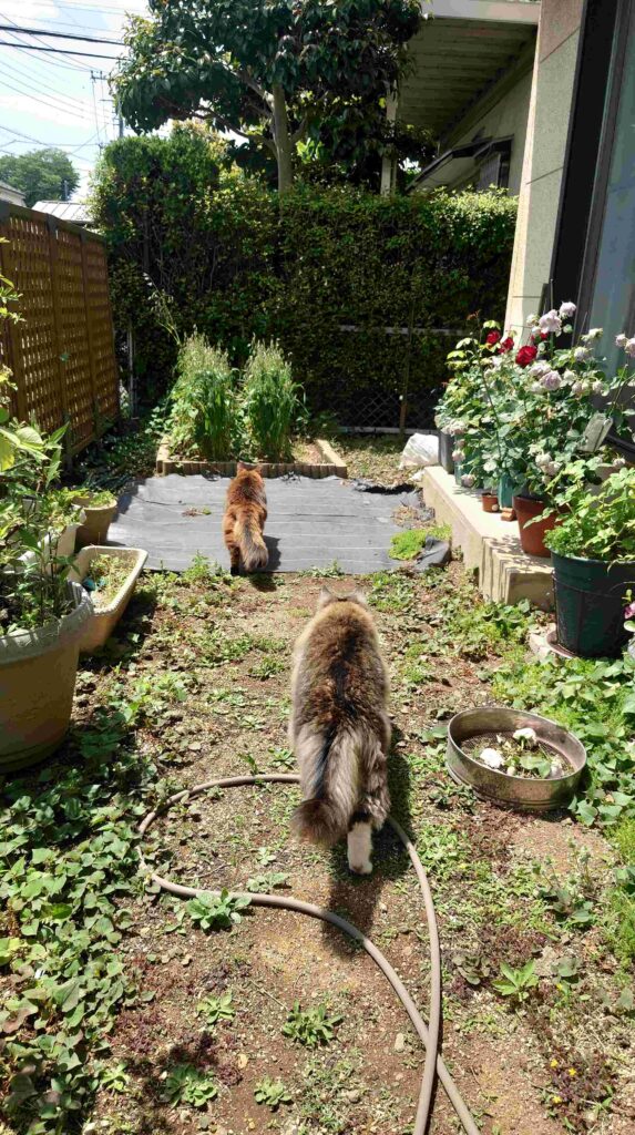 猫の庭散歩、お天気の空の下でお日様をたくさん浴びています。ノルウェージャンフォレストキャットのトトとソマリのチー