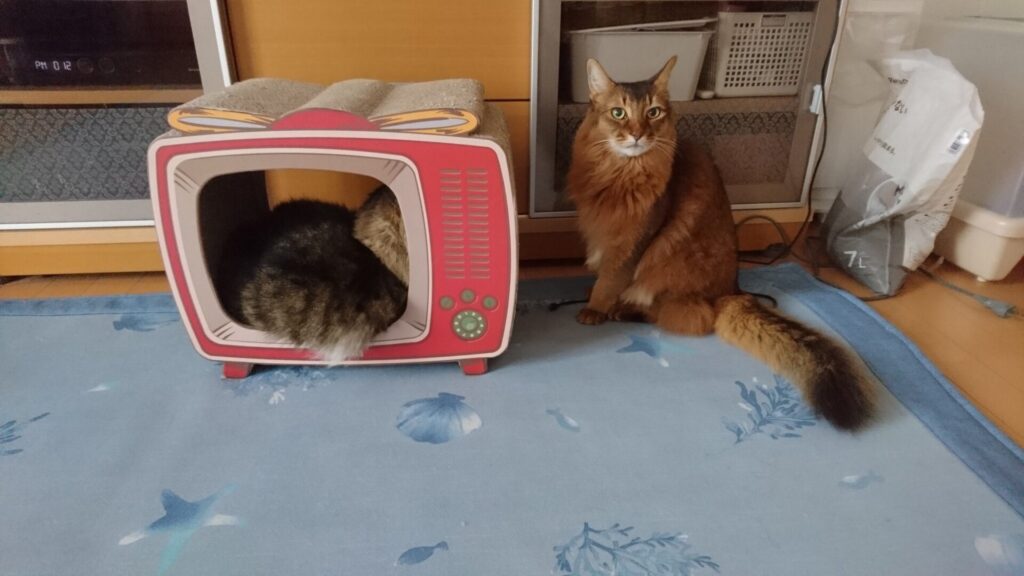 仲良しの二匹の猫、トト（ノルウェージャンフォレストキャット）とチー（ソマリ）
