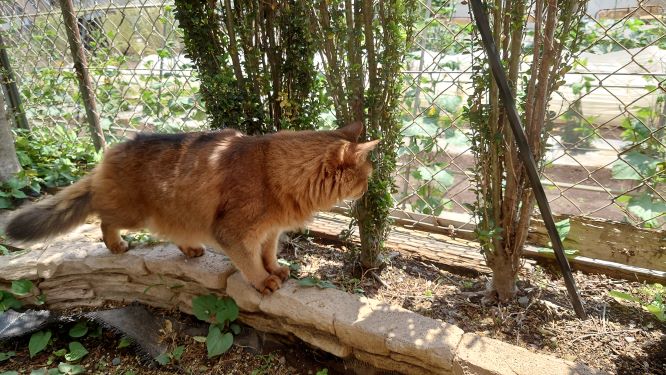 "庭を探索する猫、ソマリのチー