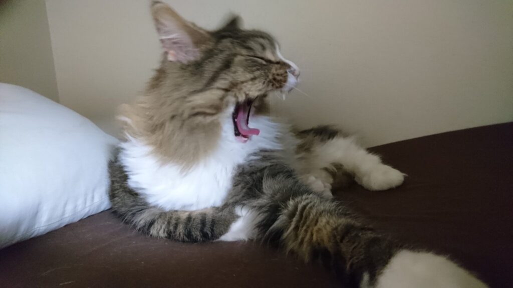 あくびをする猫、トト