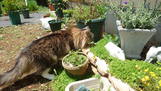 庭を探索する猫、ノルウェージャンフォレストキャットのトト