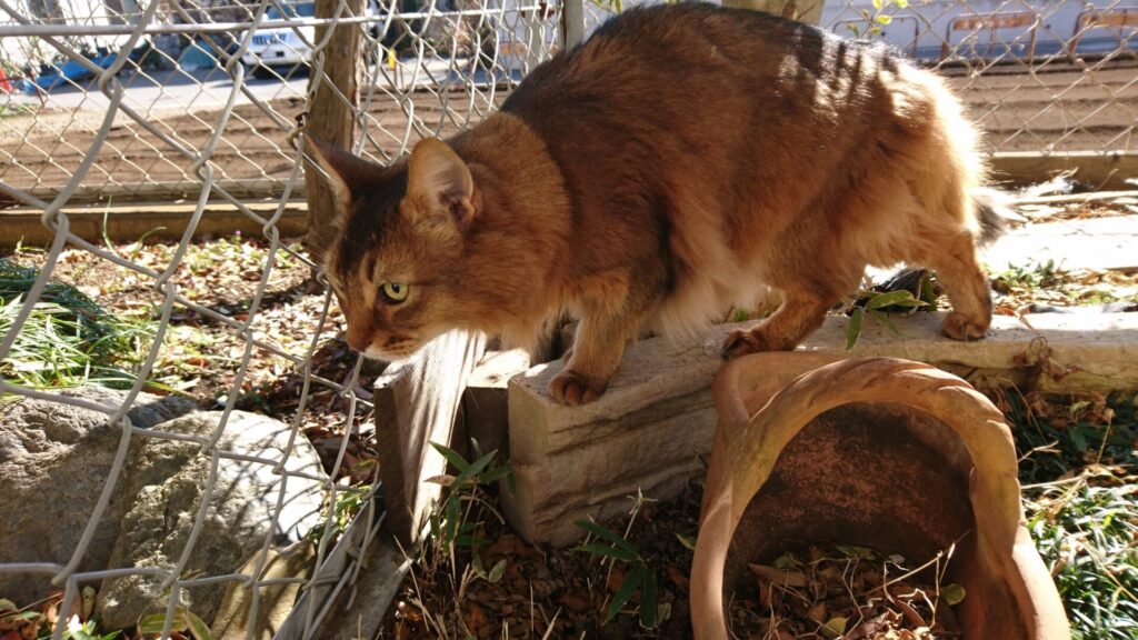 お散歩する猫、チー