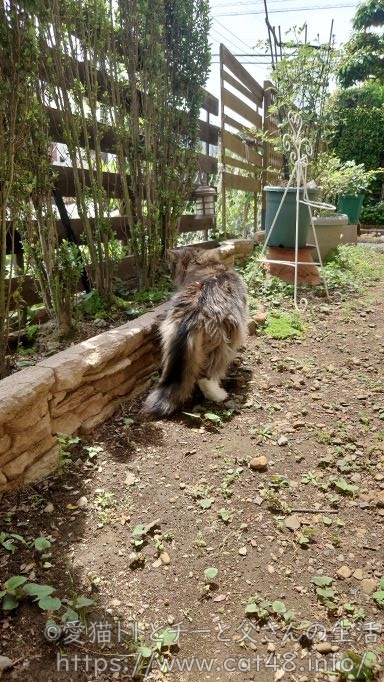 散歩中のノルウェージャンフォレストキャットの尻尾の写真