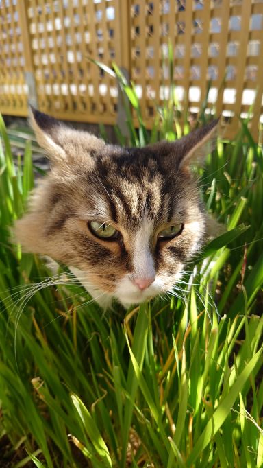 猫草の陰から顔をのぞかせる猫の不細工顔、ノルウェージャンフォレストキャットのトト