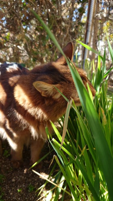 猫草を頬張る猫、ソマリのチー