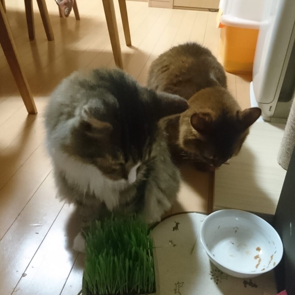 猫草を食べる猫、ノルウェージャンフォレストキャットのトトとソマリのチー