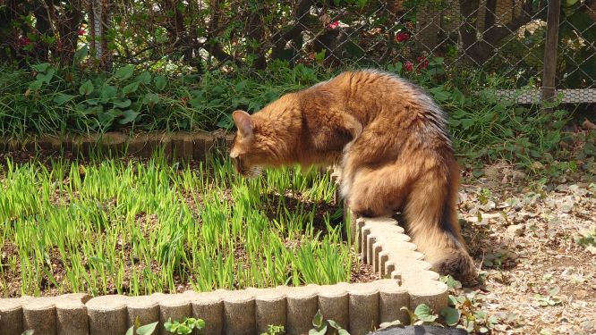 猫草を試食する猫、チー