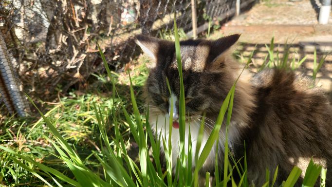 猫草を食べる猫、ノルウェージャンフォレストキャットのトト