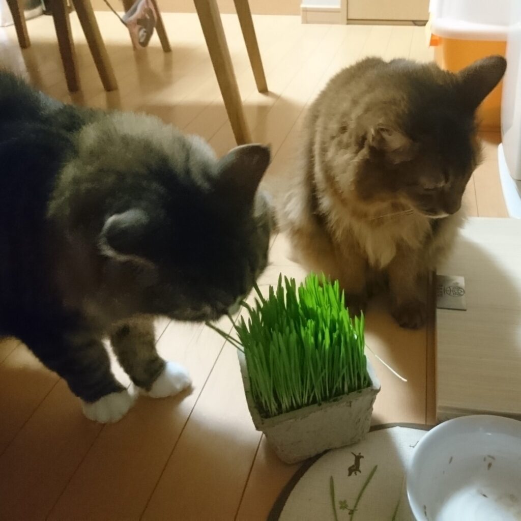 猫草を食べる猫、ノルウェージャンフォレストキャットのトトとソマリのチー