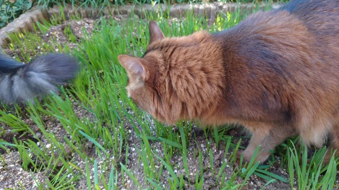 猫草を試食する猫、チー