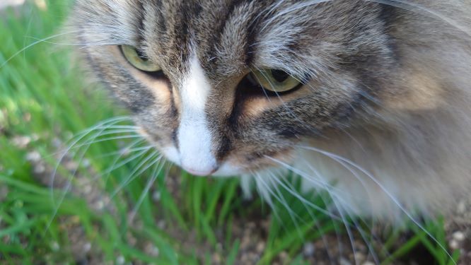 草を試食する猫、トト